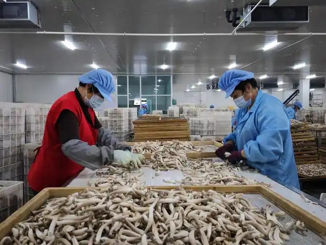 肉羊规模化养殖方案 天山雪域