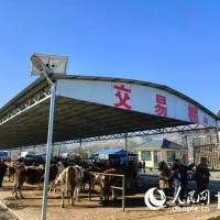 牛羊肉档口批发 草原牧歌