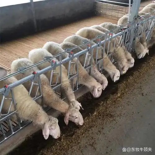 冷链仓配一体 伊犁牧场