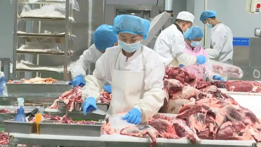 鲁西黄牛犊 陇原牛羊